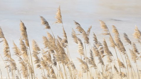 Waving common reed grasses on the river in brown color in Estonia