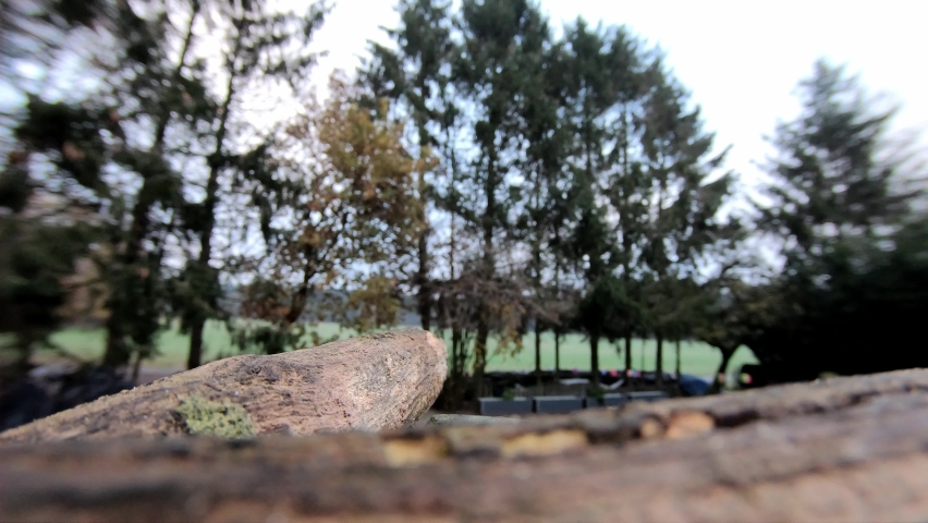 Great tit searchs food in the front of the garden, fisheye lens, gopro, summer, (parus major), germany