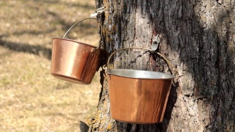 A medium shot of sap dripping from a maple tree being tapped to make maple syrup.