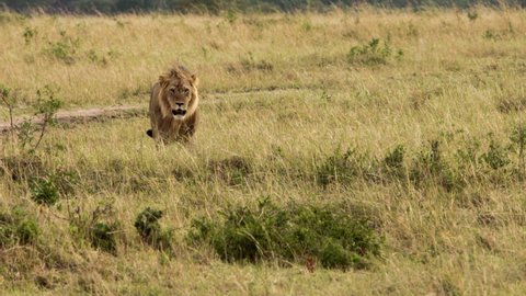 An elderly lioness walking through a savanna