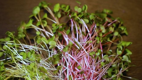 Micro greens are placed on the table, the greens can be viewed from all sides.