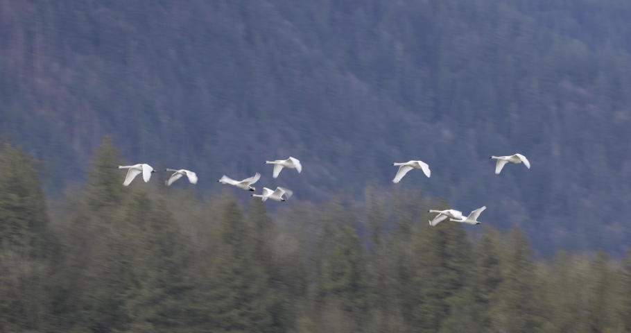 Tracking closeup of flock of trumpeter swans flying