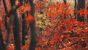 Breathtaking forest landscape with colored leaves in autumn season
