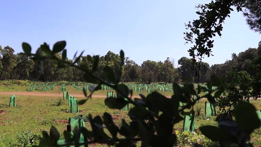 Trees Plantation Protection in the forest