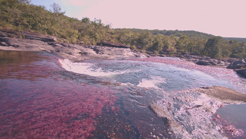 Beautiful colorful river in caño cristales colombia