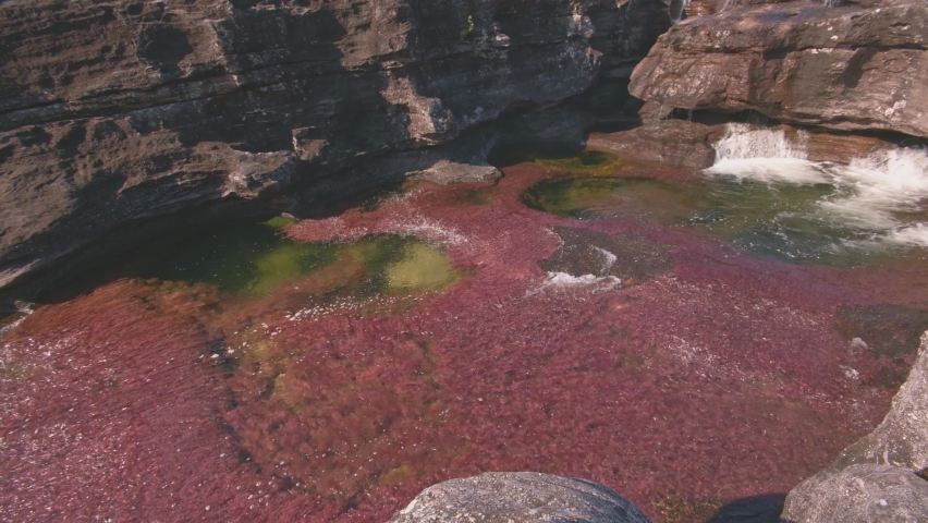Beautiful colorful river in caño cristales colombia