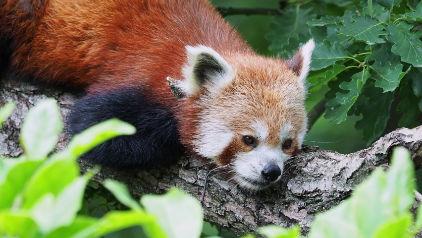Cute Red Panda - Ailurus fulgens in a tree image - Free stock photo ...