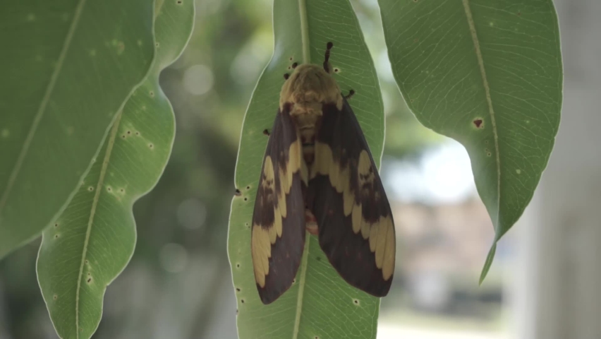 imperial moth Eacles imperialis on a leaf