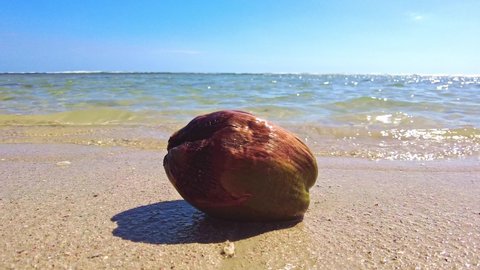 A coconut is moved by the waves of the sea on the shore of a tropical beach