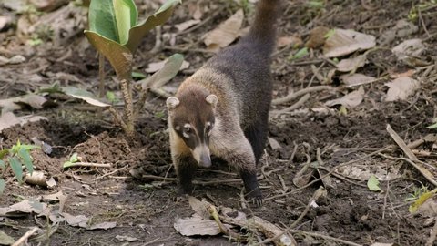 Adorable Coati forages for food in the Costa Rican rainforest