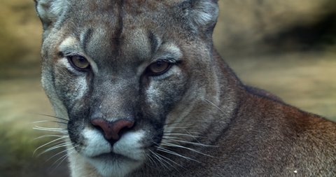 Close up of a Pumas face. The animal moves its ears, blinks and turns its head. Animal in captivity.