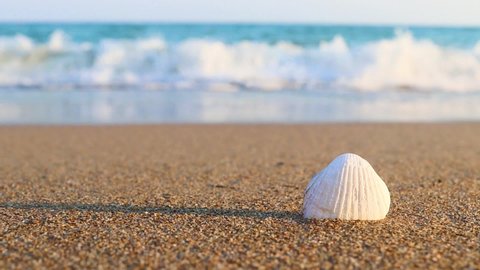 White seashell on the sandy beach and sea waves on a sunny summer day. Beach vacation concept