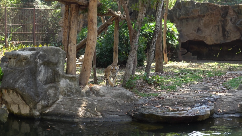 A tiger swimming outdoor beautiful