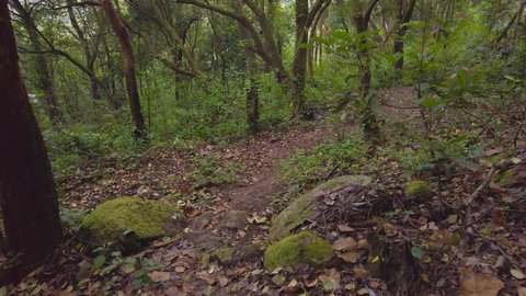 Indian Western Ghats Rain Forest Path Walking Through Deep Forest on 4K Stock Footage.
