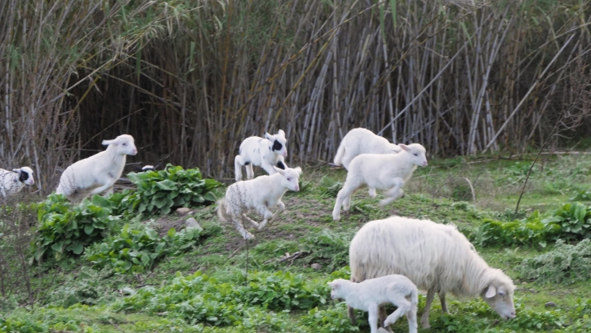 Slow motion shot of cute and happy flock of lambs jumping and running around outside in Sardinia, Italy Royalty-Free Stock Footage #1069074742