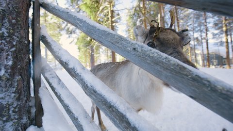Reindeer lurking through the fence at a farm, winter, in Lapland - Rangifer tarandus - Handheld, slow motion shot