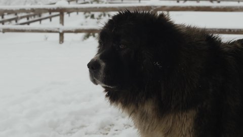 Caucasian Shepherd Dog Standing At The Snow With Wooden Fence On The Background. close up