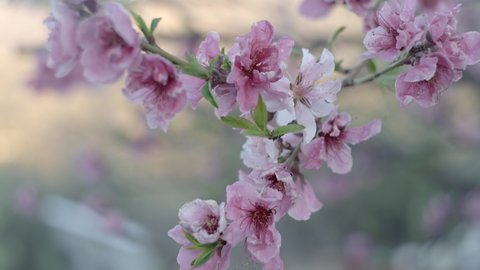 Nectarine tree blossom close up view with blurry background, spring time