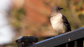 This HD video footage, at 23.976 fps, is of a singing Northern Mockingbird perched on a fence during sunset. The background has a bokeh composed of light blue, orange, cream, rust , and green colors.