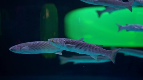 Mosquito Fish Gambusia Affinis Stock Photo 276392252 | Shutterstock