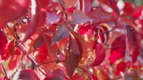 Red and multi-colored leaves of wild maiden grapes latin name parthenocissus .