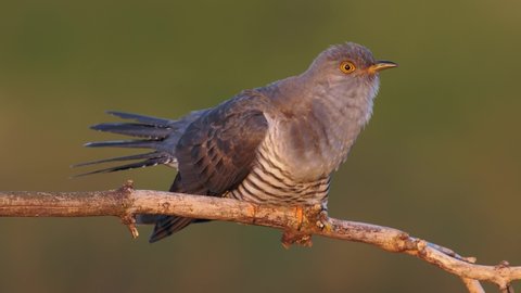 Common cuckoo song, European bird call, Cuculus canorus singing