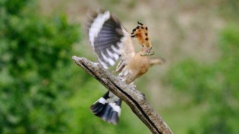 Eurasian hoopoe (Upupa epops) flying with prey, bird flight in slow motion, landing on a branch
