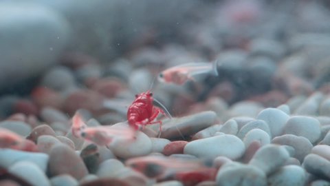 Cherry shrimp swimming with Guppy baby.