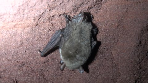 Daubenton's bats (Myotis daubentoni) copulate in a quarry, Bats mate in winter, during hibernation