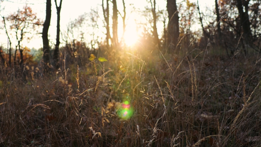bautiful sunset in forest grass