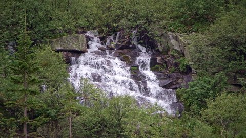 Cascading waterfall surrounded by trees and plants. Green fir trees on shore. Leaves move in wind. Mountain river, spring stream among rocks