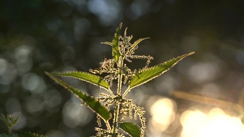 Nettle Plant in the Rays of the Evening Sun. Beautiful Leaves in Sunny Backlighting.
