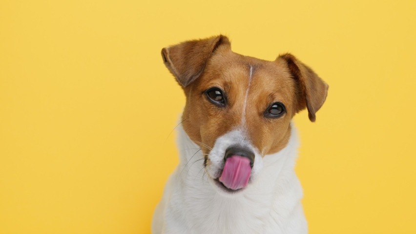 Dog Portrait breed Jack Russell Terrier Licks his Black Nose with his Tongue close up on an Yellow background looking at camera at. Caring for pets. Animals. Pet. Lifestyle | Shutterstock HD Video #1069097707