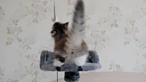 Funny Siberian longhaired kitten playing on the tower for cats, white background, 4k