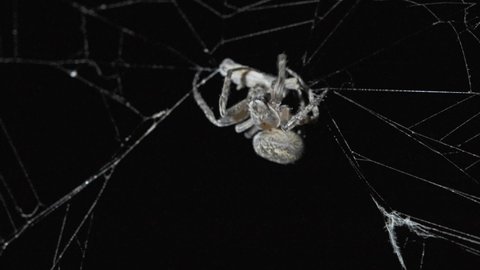 Spider sitting on web at night and eating prey, 4k