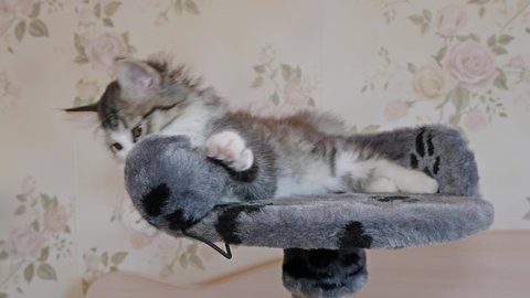 Pretty Siberian longhaired kitten is lying on bed, 4k