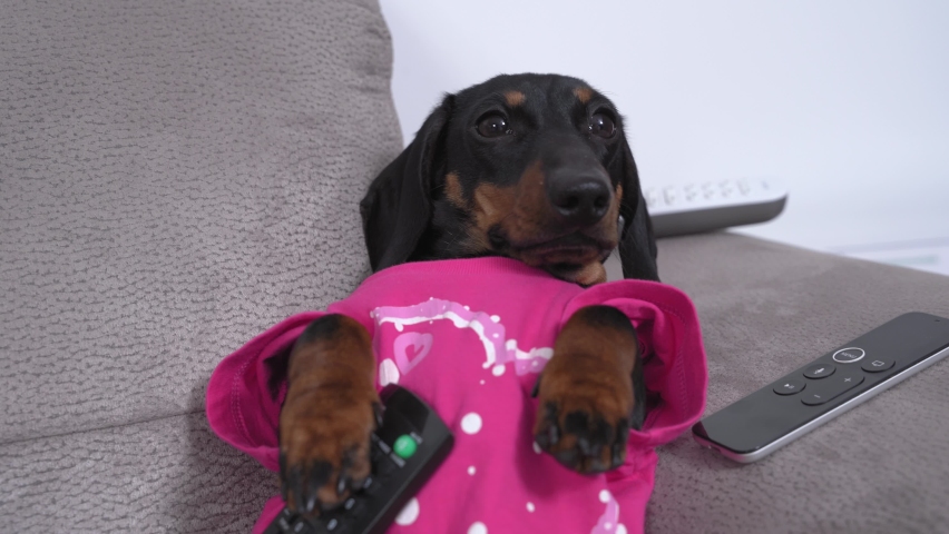 remote control sausage dog