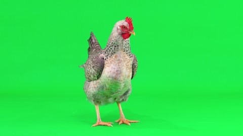 Gray hen stands in the center of the green screen