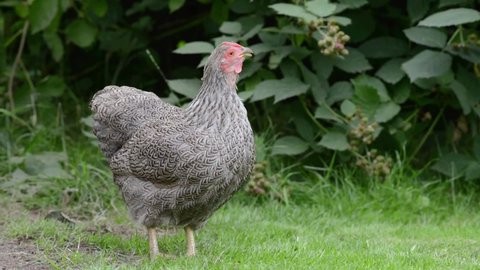 Comical and funny clip of a pet bantam sized chicken sneezing twice. Silver penciled wyandotte breed of hen, in free range outdoor garden setting.