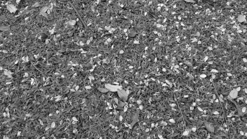 Black and white grass covered with petals, leaves, branches, and a soccer ball. 4k slow motion