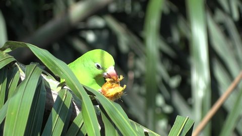 Green Eclectus Parrot Feeds Grown Video De Stock 100 Libre De Droit Shutterstock