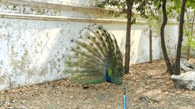 4k stock video of a beautiful Indian male peacock bird showing his colorful feather tail.