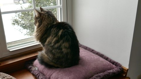Cute tabby cat sitting on comfortable pillow by window and looking around