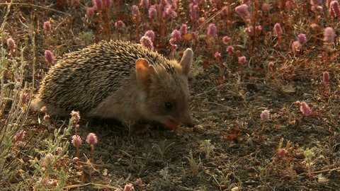 The long-eared hedgehog (Hemiechinus auritus). Differs from the usual hedgehog by the large size of the ear shell: the length of its ears is up to 5 cm. Only the back is covered with needles.