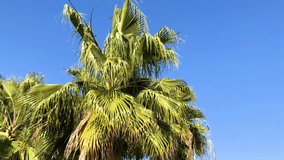Branches of a palm tree swaying in wind. Bright sunny day. Video in 4K.