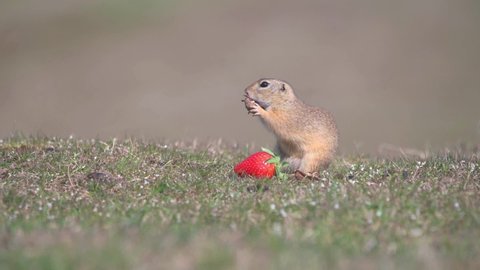 Spermophilus citellus eating and playing with a walnut on the meadow