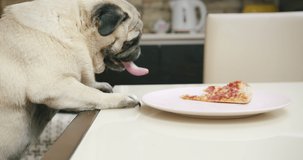 Funny pug dog hunting for a slice of pizza. Want to get tasty treat. Pull food from table by paw. Hungry pug dog stealing food from table. Funny pizza thief. Owner is away. Slow motion