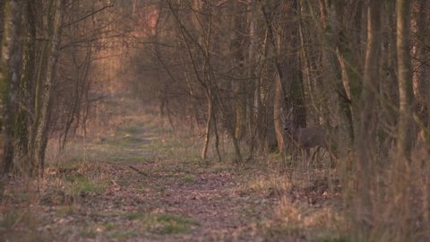 The curious roe deer from forest in the beautiful spring morning.
