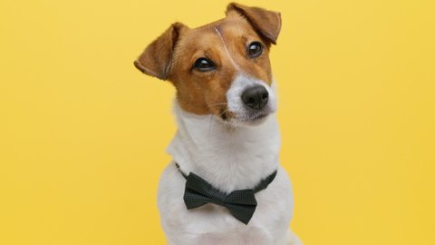 Dog Portrait breed of Jack Russell Terrier with bow tie for clothes on neck look on camera slow motion on Yellow Background. Caring for pets. Animals. Emotions. Family. Pet. Lifestyle