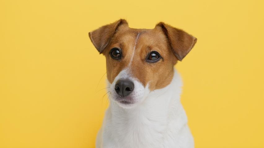 Dog Portrait breed Jack Russell Terrier close up on Yellow background looking at camera at wiggles ears. Caring for pets. Animals. Pet. Lifestyle | Shutterstock HD Video #1069120441